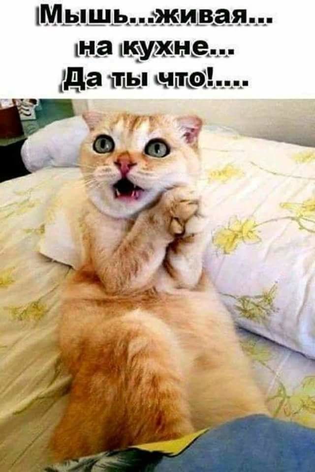 – Алексей Волков в ОК (Одноклассники)