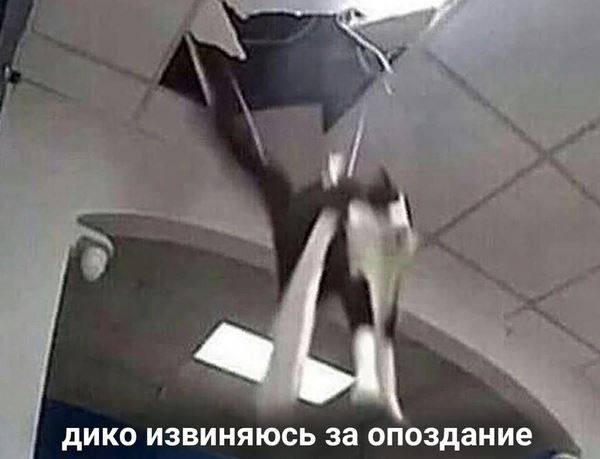 Мемы с котами