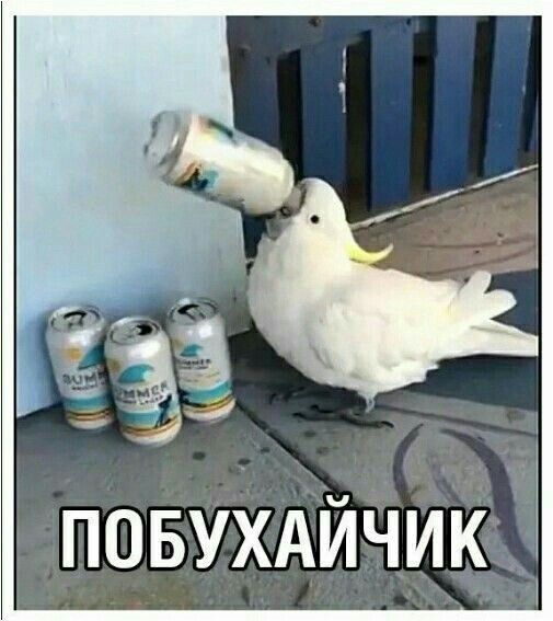 побухайчик😊