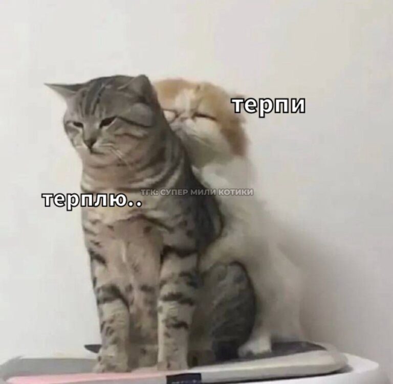 тгк: супер мили котики