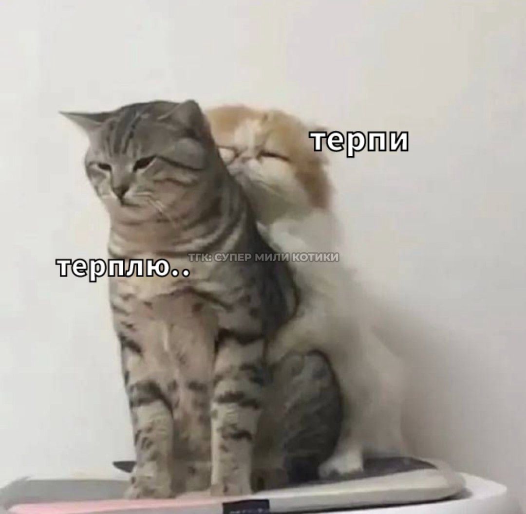 тгк: супер мили котики
