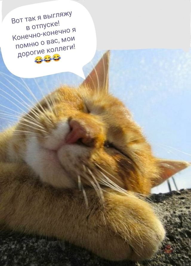 Мем-картинка VmiQXq8v8 от skyn: 5 комментариев – АйДаПрикол