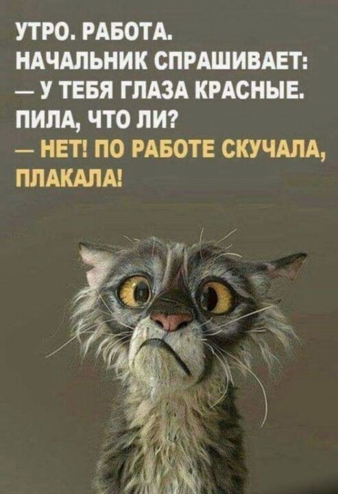 97 смешных картинок с надписями для поднятия настроения