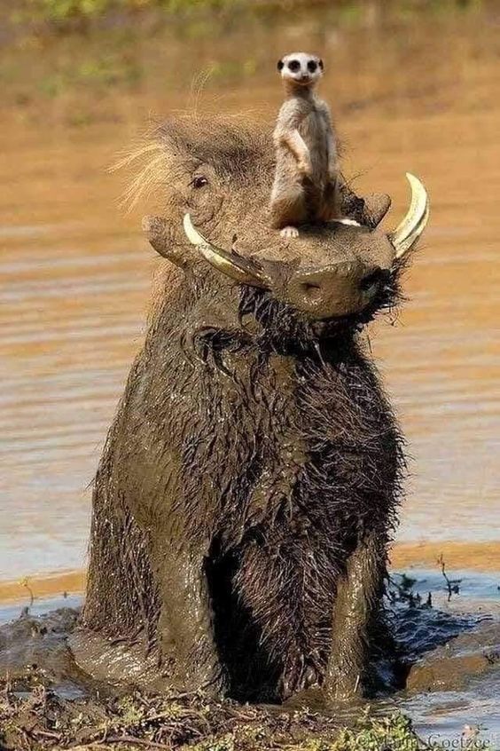 Timon and Pumba are real