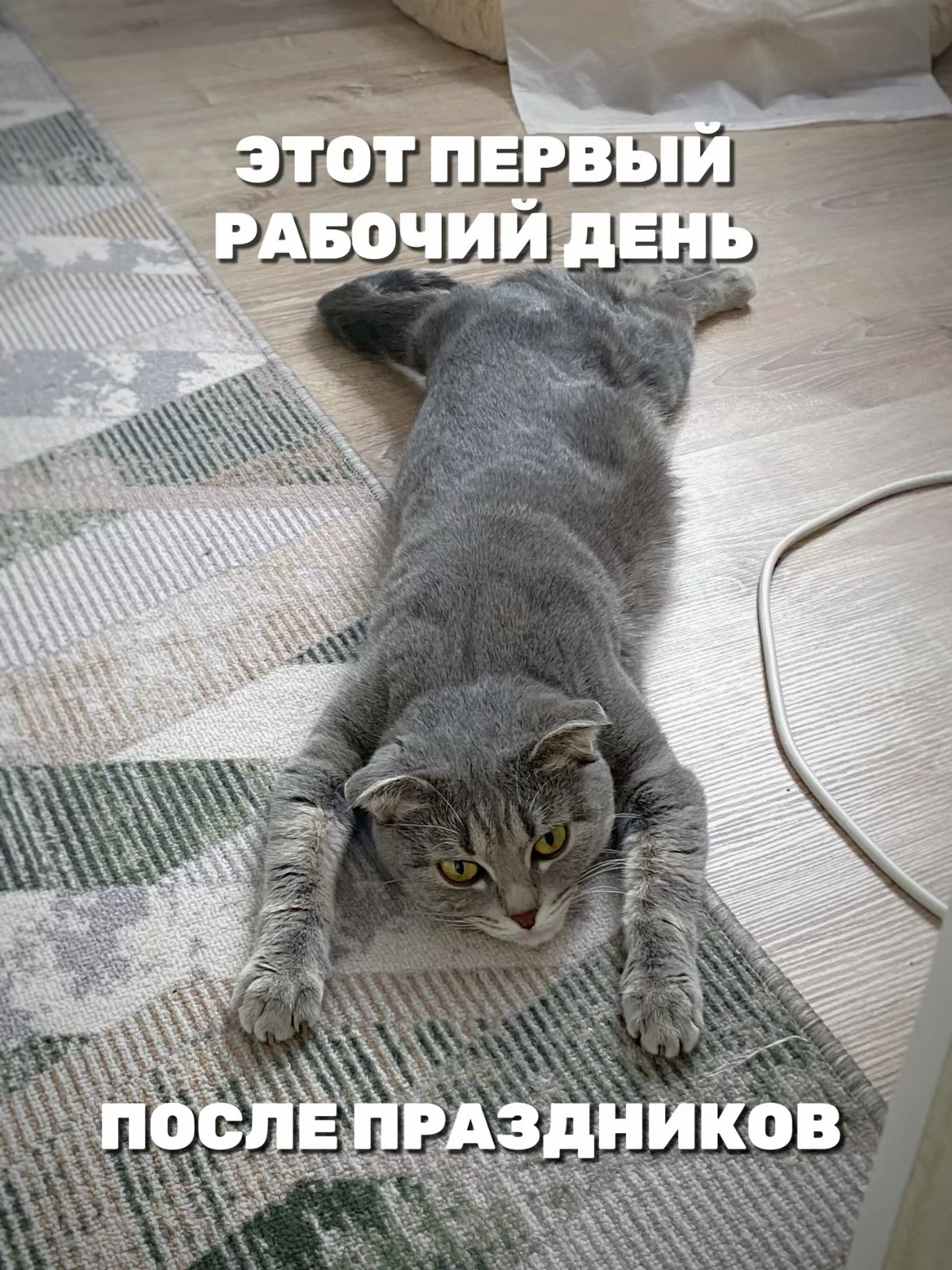 Мем про работу, мем с котом, мем про работу