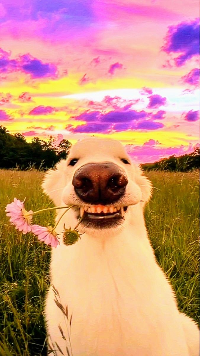 аватарка с собакой