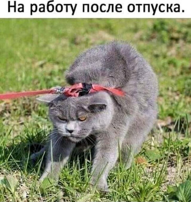 На работу после отпуска. – АйДаПрикол