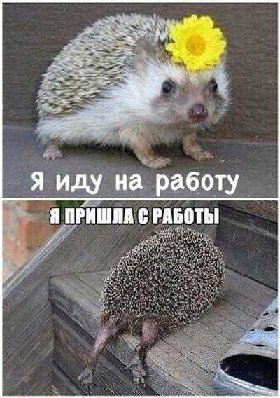 Картинки про работу с приколами | Развлекуха.ру