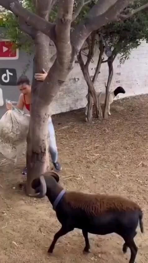 Баран рулит! Коррида отдыхает!