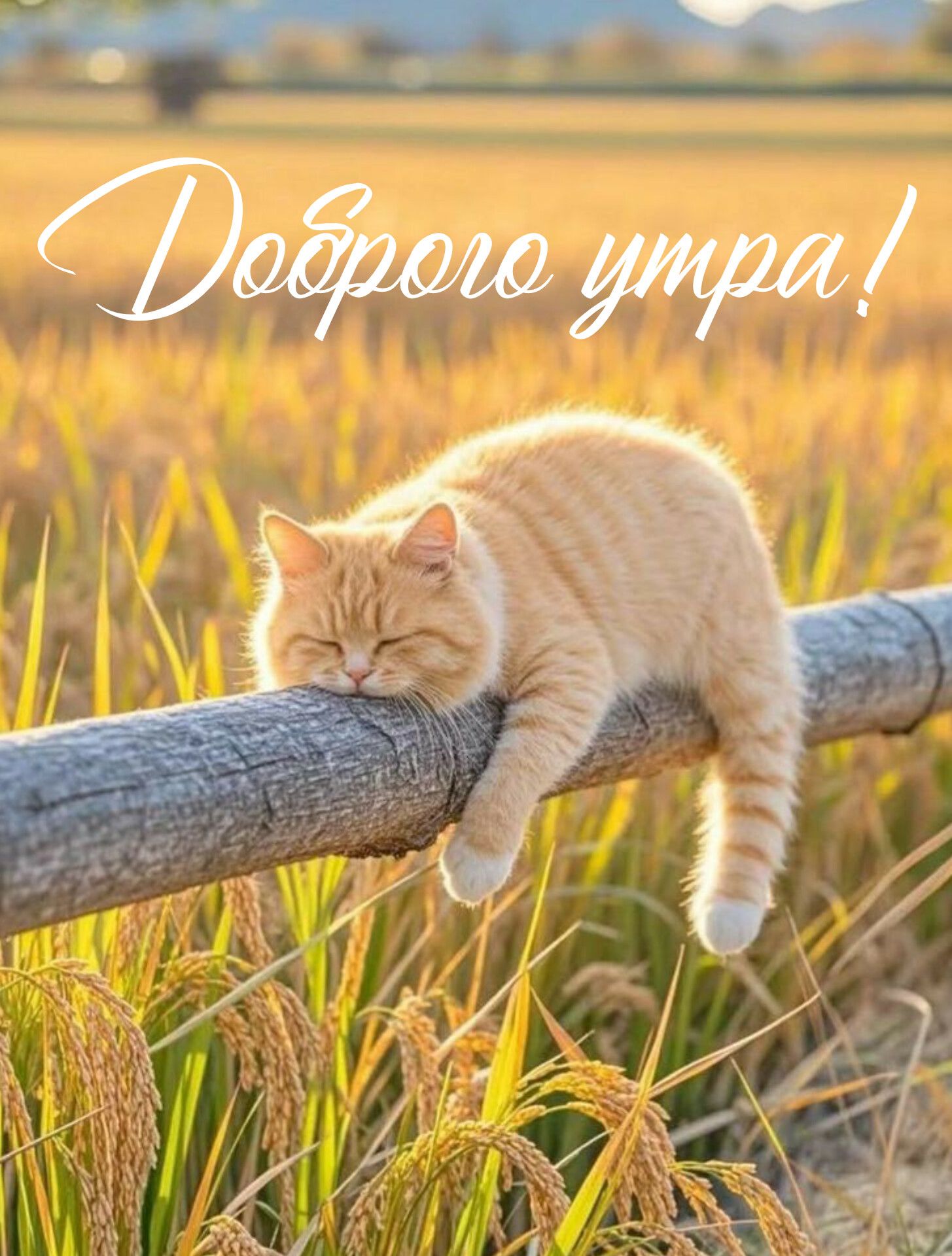 доброе утро!