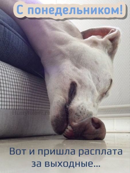 Картинки с понедельником: прикольные и смешные открытки с надписями