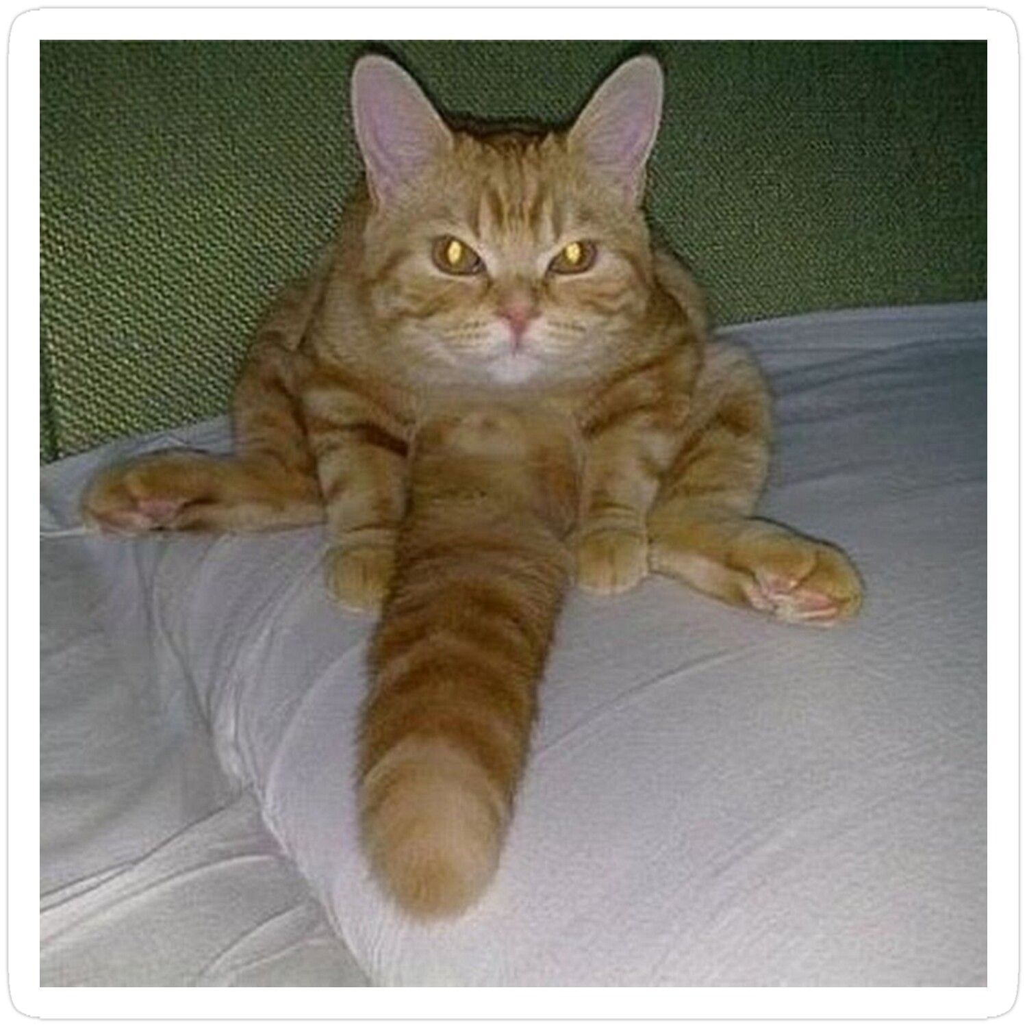 Long Peepee (Tail?) Cat Sticker