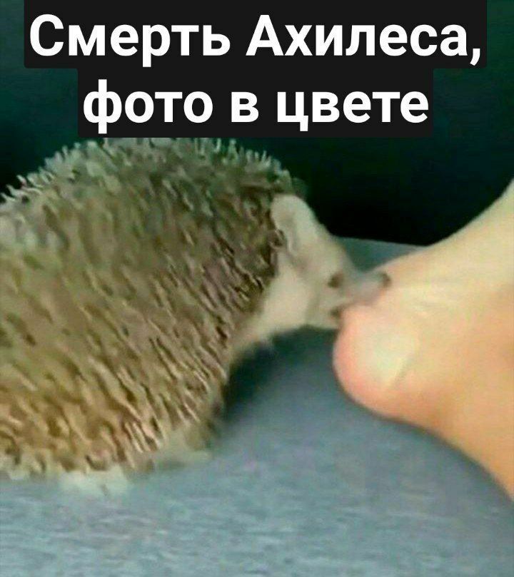 бедный Ахиллес