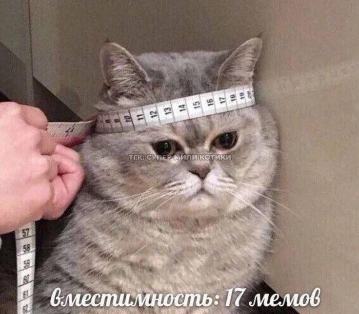 тгк: супер мили котики