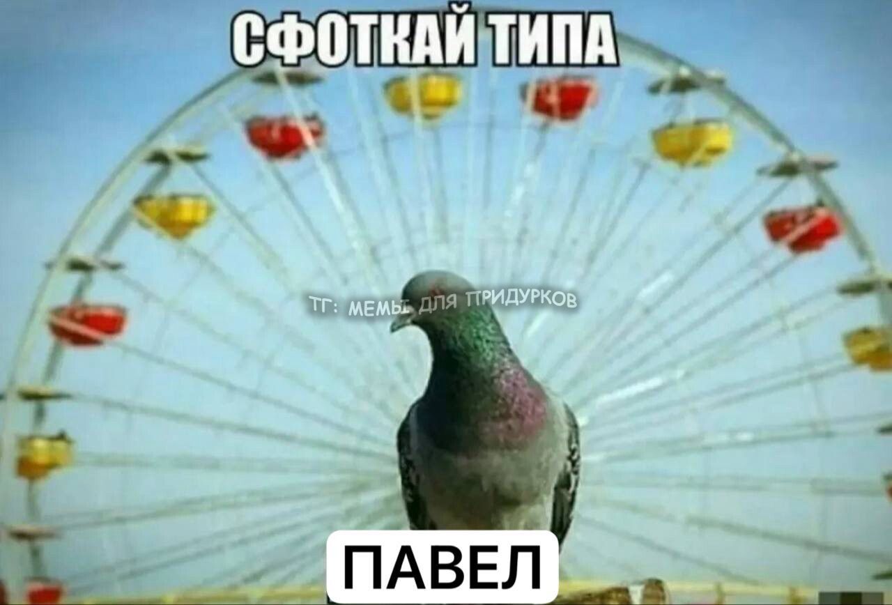 тг: мемы для придурков