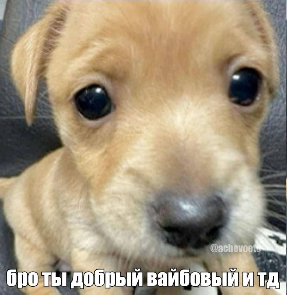 тг ГУЧИГЕНГОВО