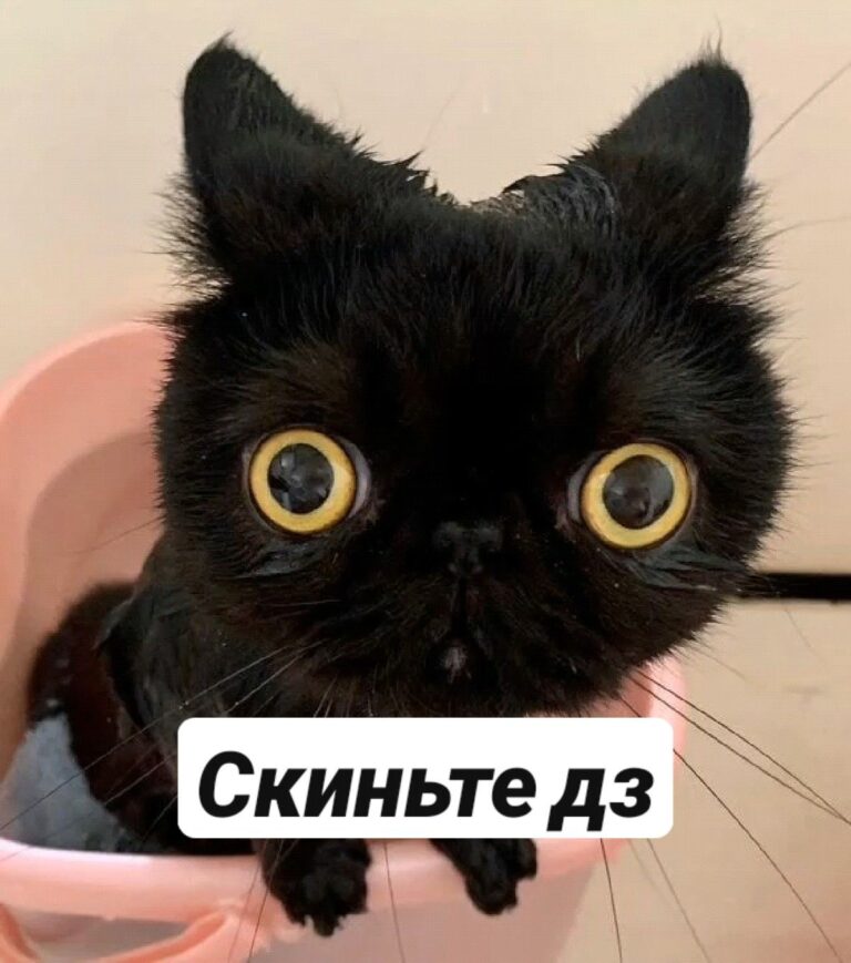 Стикер с котом😁