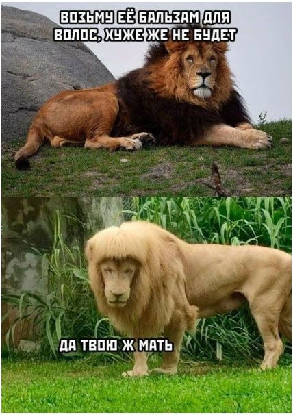 Приколы Мемы Смех Шутки Анекдоты Юмор