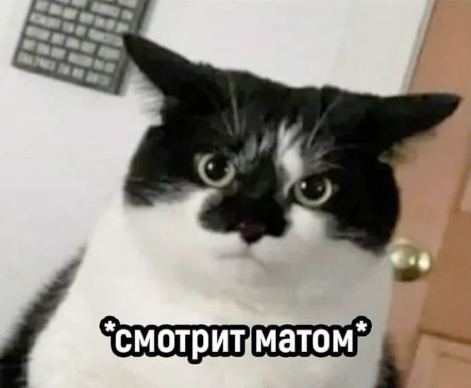 Смотрит матом