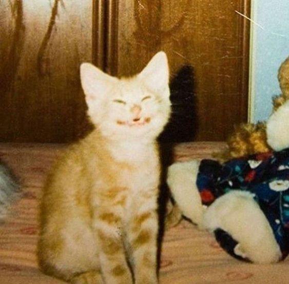 милые смешные котики