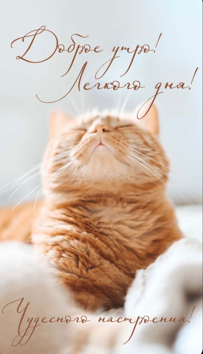Доброе утро, легкого дня, чудесного настроения