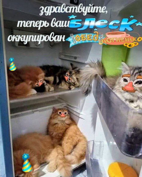 Теперь ваш Блеск оккупирован Обед Уютненько