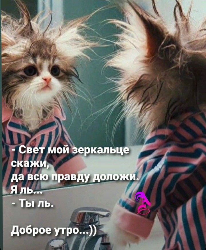 Котики