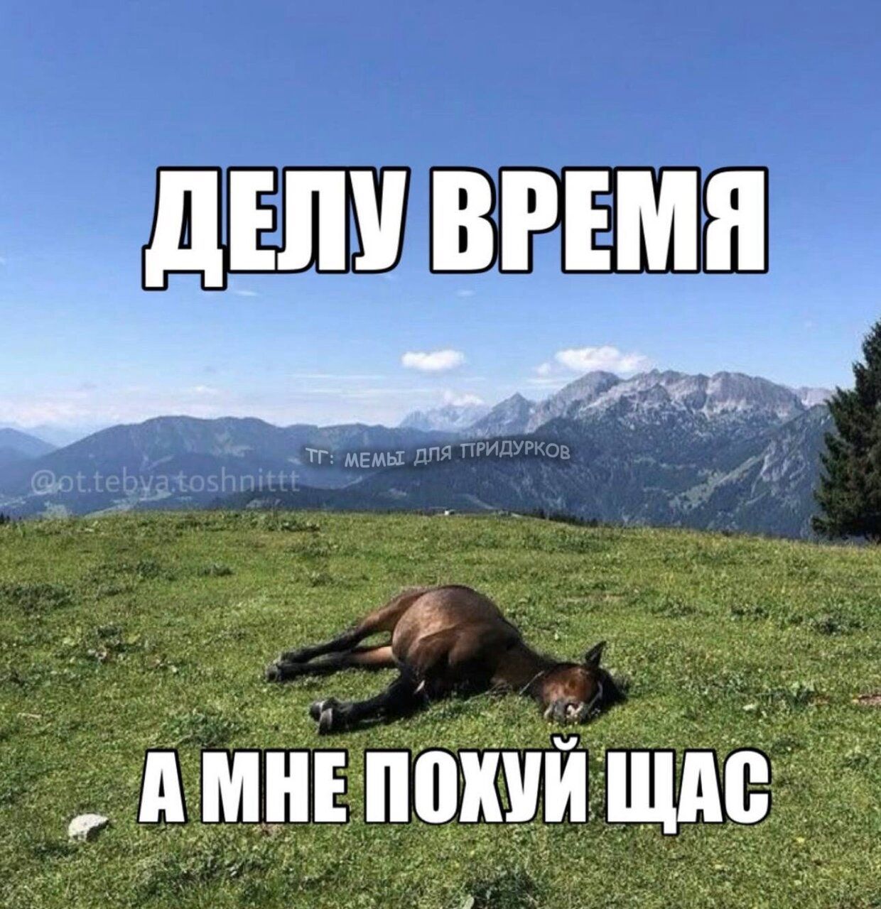 тг: мемы для придурков